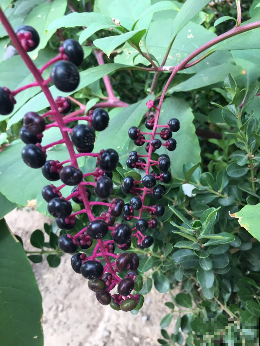 5种花有毒,出门看见后,千万别摘着吃 5种花有毒,出门看见后,千万别摘着吃