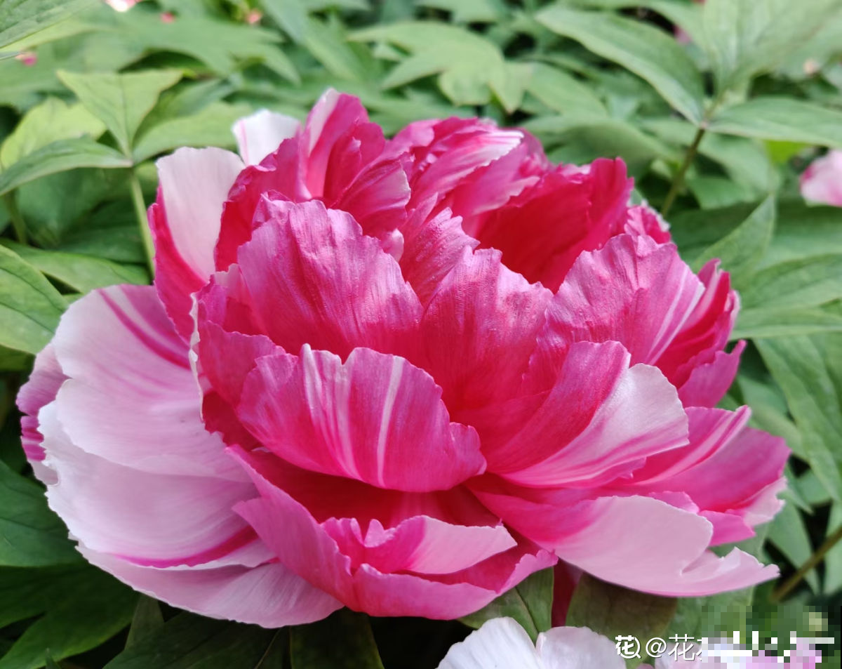 芍药和牡丹，傻傻分不清楚，6个方法教你快速区别