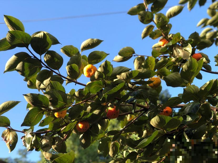 庭院种植有讲究,东榴金西柿银,万事如意喜事多 庭院种植有讲究,东榴金西柿银,万事如意喜事多