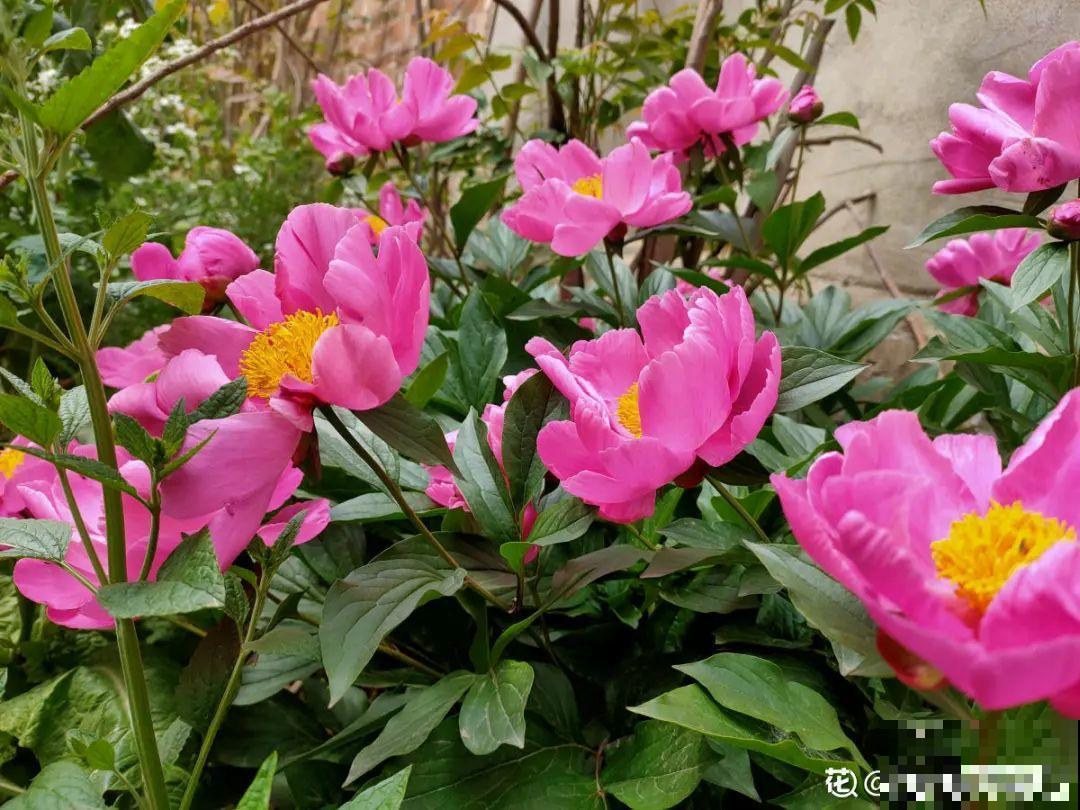 10种花,冬天要休眠,赶紧修剪防冻,才能安全越 10种花,冬天要休眠,赶紧修剪防冻,才能安全越