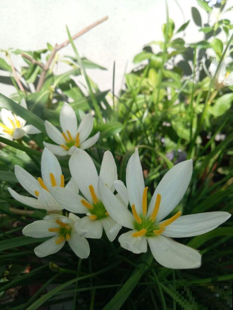 5种花有“气象本领”，学会看它“脸色”，天气预报都省了