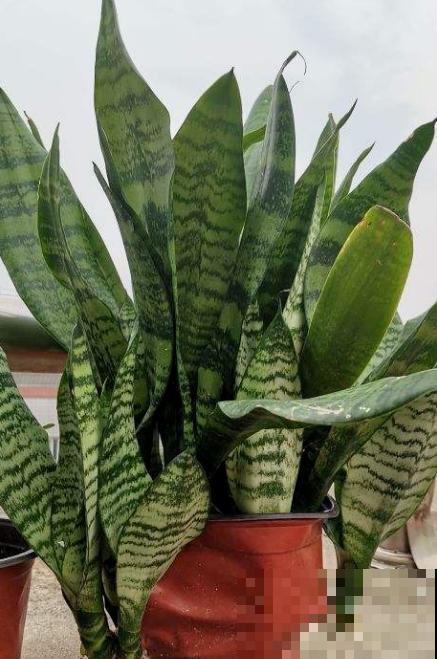 30种观叶植物,能观赏也净化空气,总有一种你养过 30种观叶植物,能观赏也净化空气,总有一种你养过