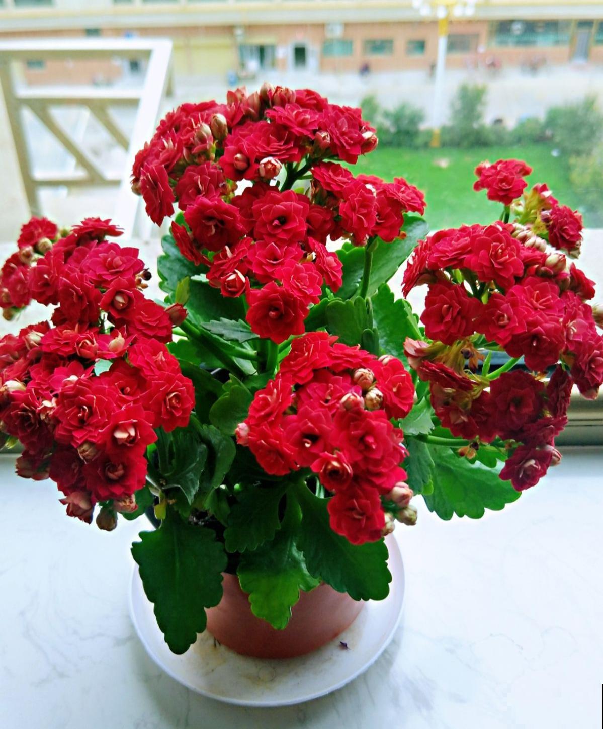 长寿花浇水的正确方法 长寿花浇水的正确方法