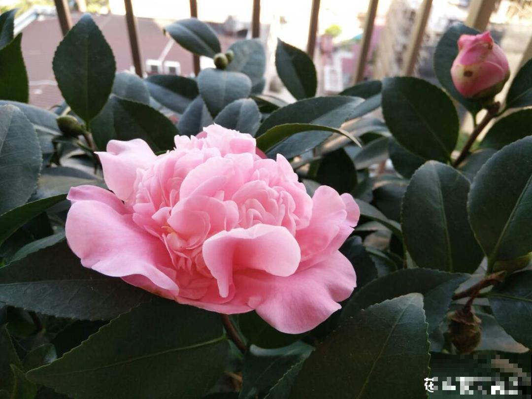 长在审美点上的茶花,香气袭人,花香满是高级感 长在审美点上的茶花,香气袭人,花香满是高级感