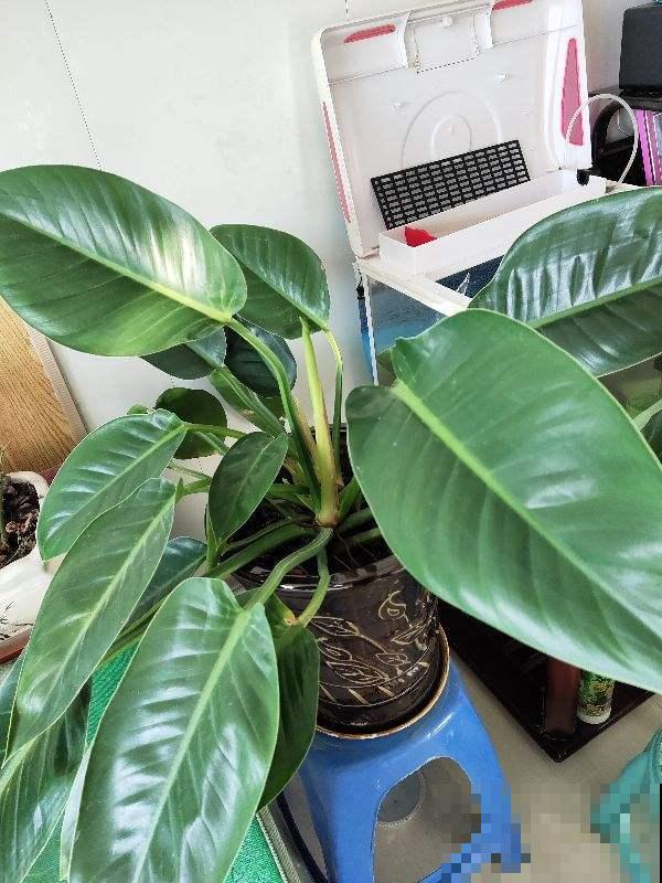 4种花有“旺宅”说法，养在家里“镇宅”，安全感十足