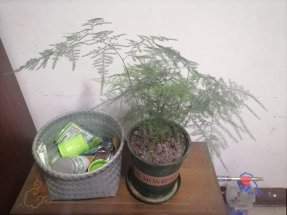 5种绿植,对抗眼疲劳特有效,远离眼干眼涩 5种绿植,对抗眼疲劳特有效,远离眼干眼涩