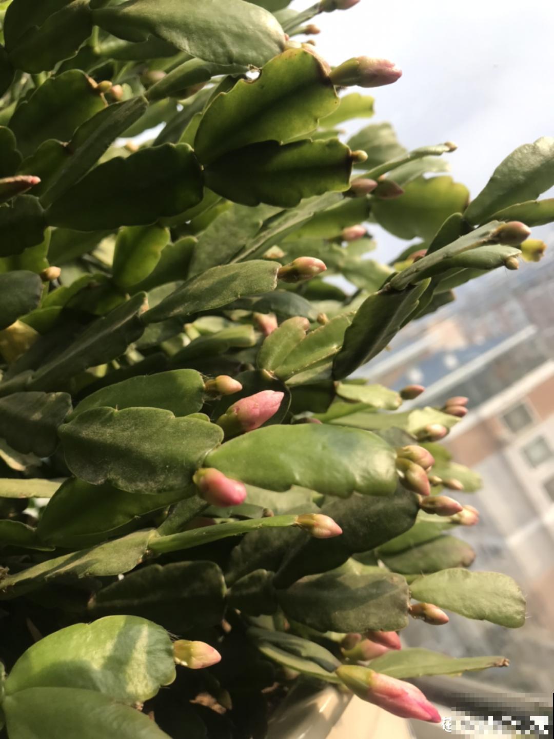 蟹爪兰软趴趴、掉花苞？它有“5怕”，避开后，叶片硬如铁！