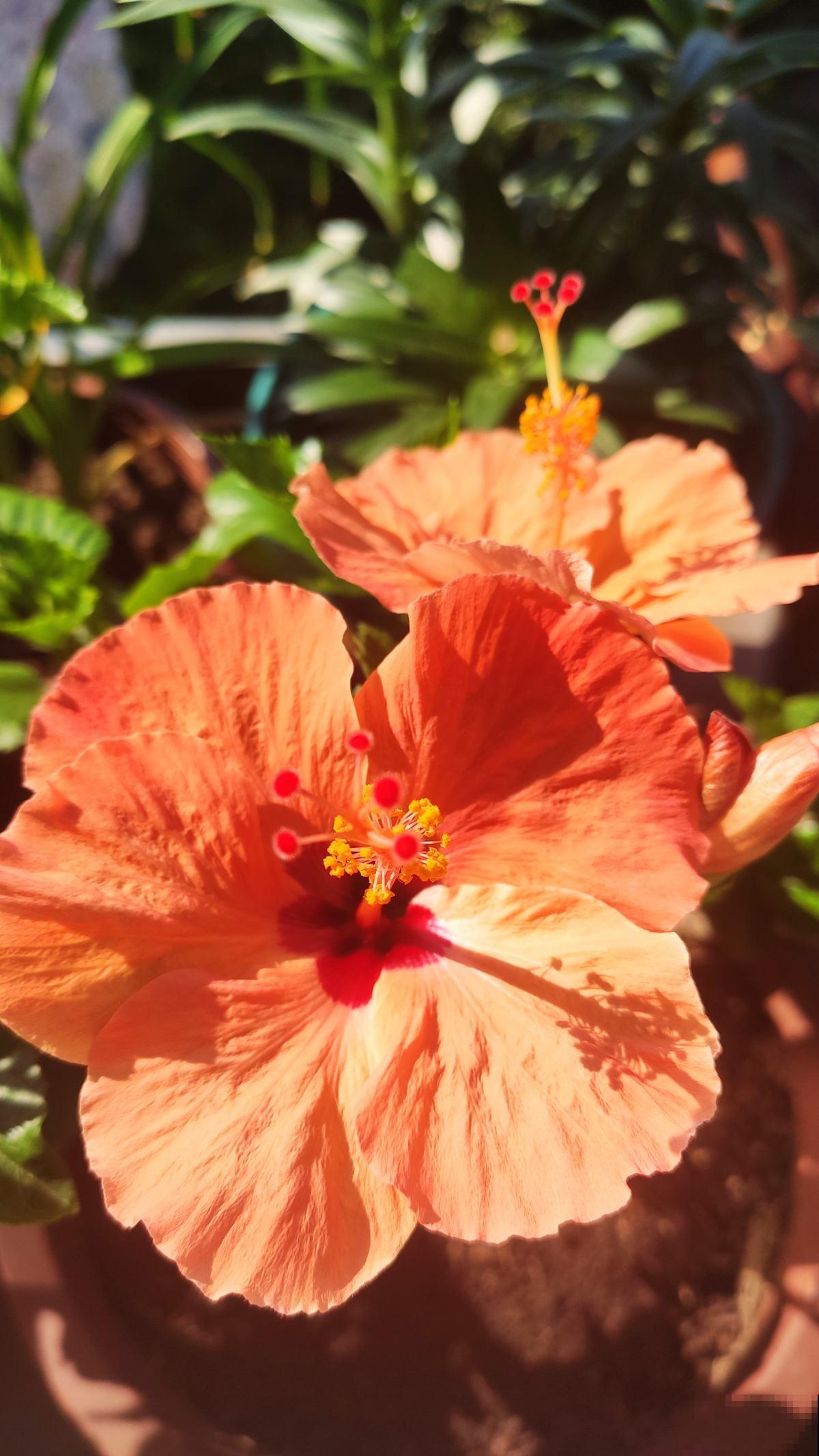 送朋友一盆花，竟然对我破口大骂，还要和我老死不相往来