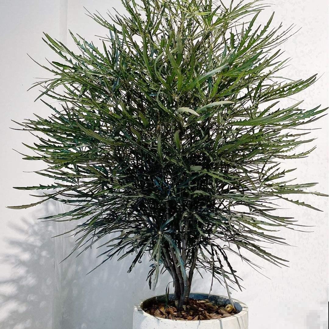 30种观叶植物,能观赏也净化空气,总有一种你养过 30种观叶植物,能观赏也净化空气,总有一种你养过