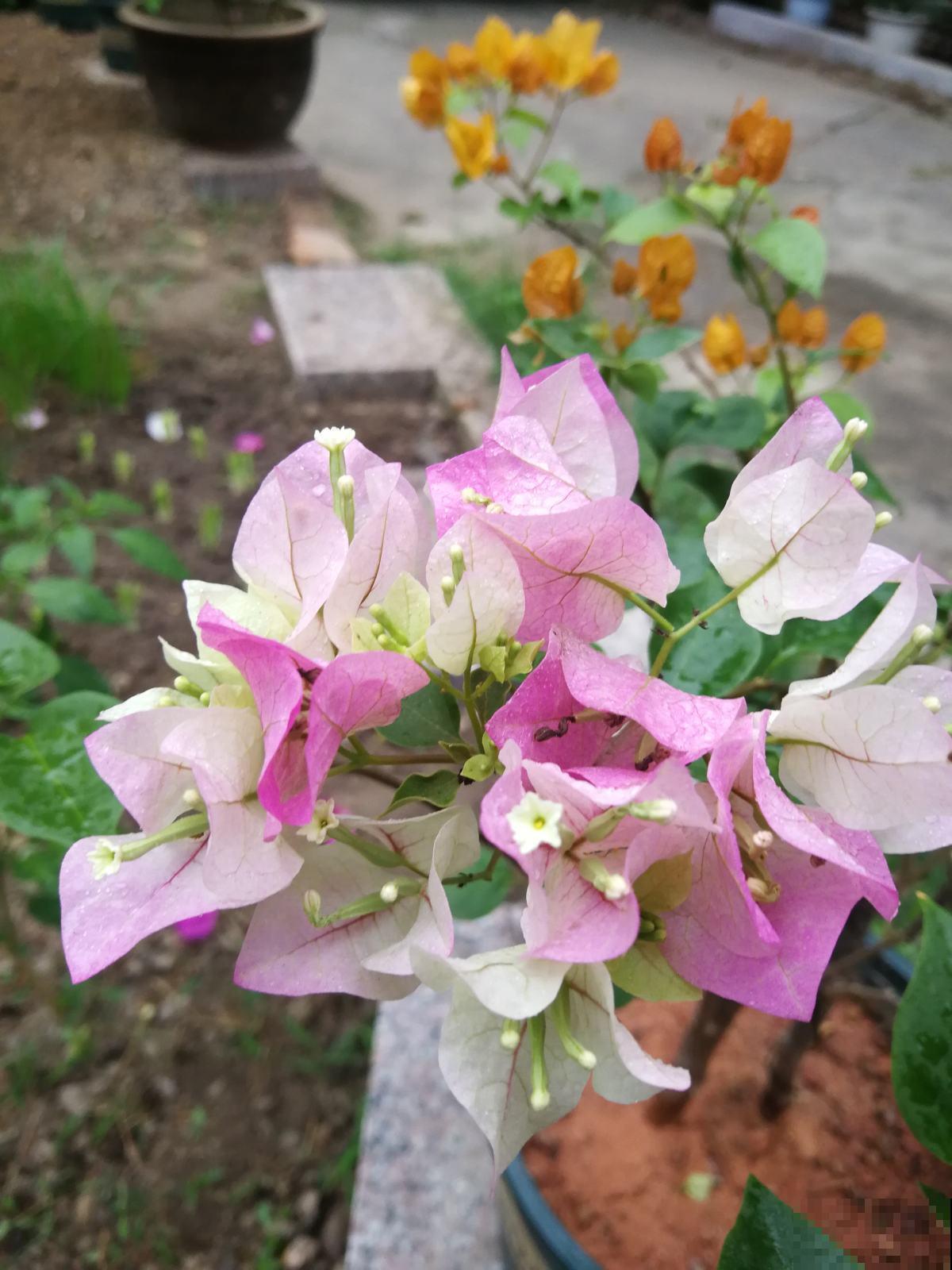 三角梅不开花，试试这4个方法，简单又好用