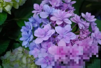 蟹爪兰、长寿花僵苗,必须掐几下,重新换盆养! 蟹爪兰、长寿花僵苗,必须掐几下,重新换盆养!