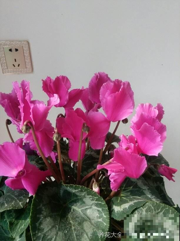 养了5年仙客来的老花匠，跟他学习后，原来爆盆秘诀这么简单