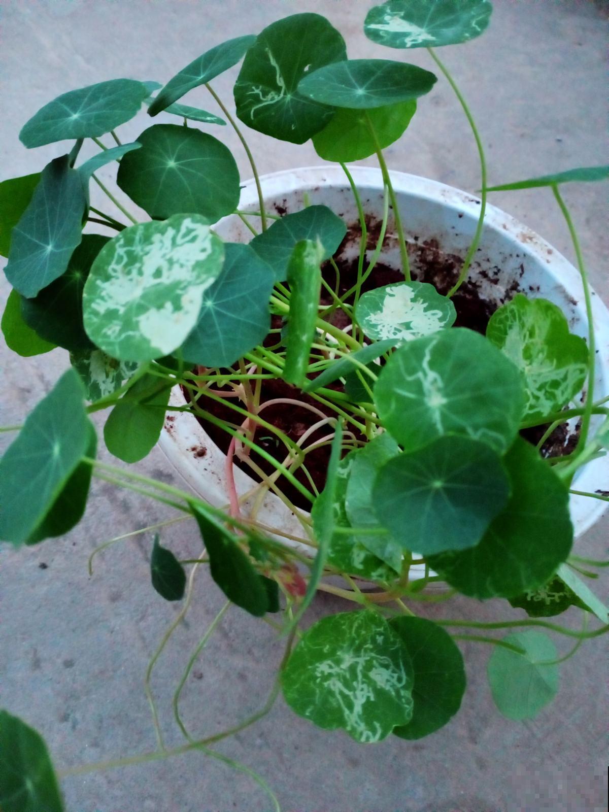 花盆里有小黑飞，记住6个小方法，安全无污染