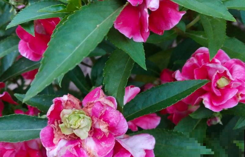 人养花三年,花养人一生,45年中医爱养的花,堪称植物“小药箱” 人养花三年,花养人一生,45年中医爱养的花,堪称植物“小药箱”