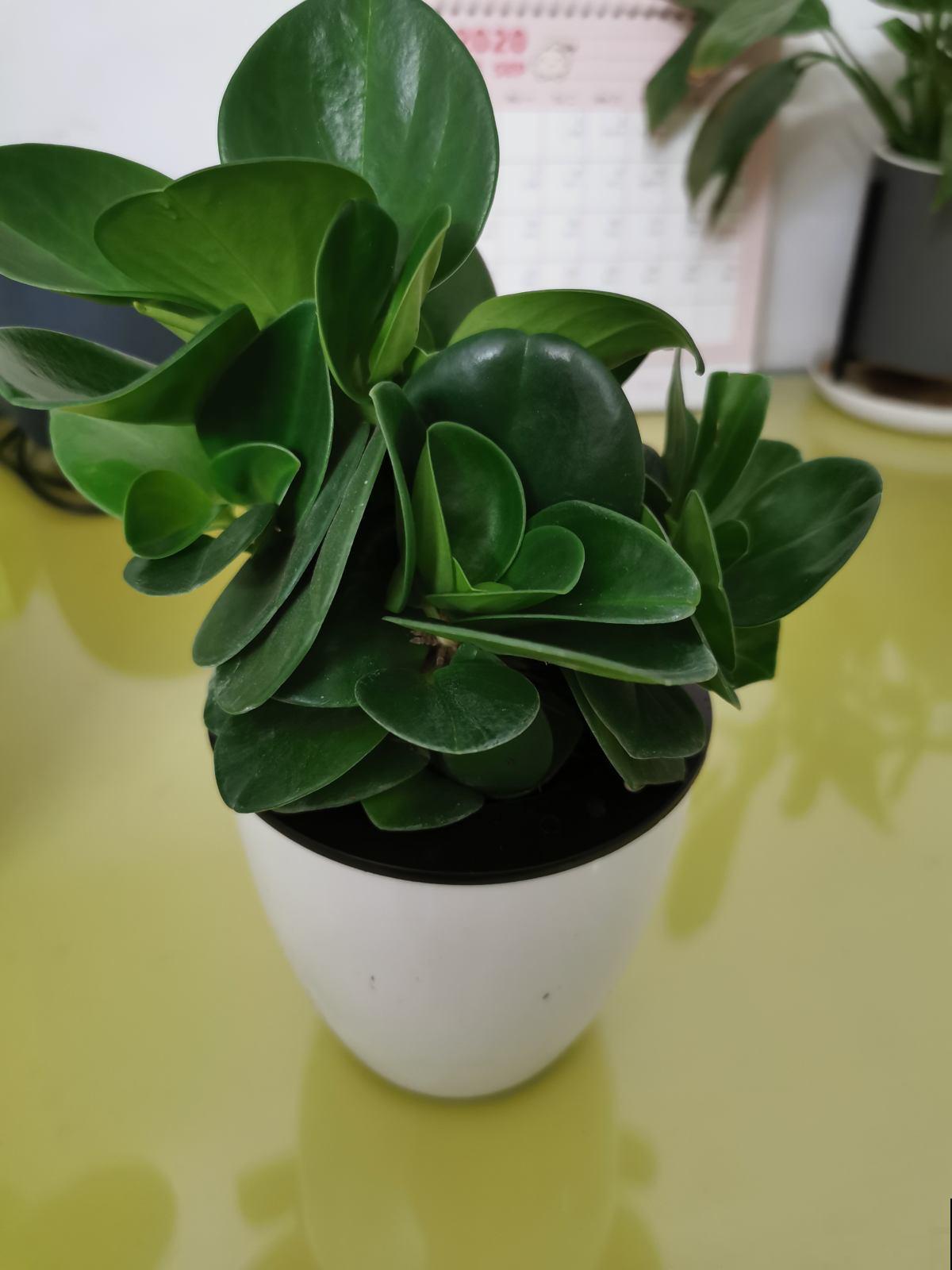 5种绿植,对抗眼疲劳特有效,远离眼干眼涩 5种绿植,对抗眼疲劳特有效,远离眼干眼涩