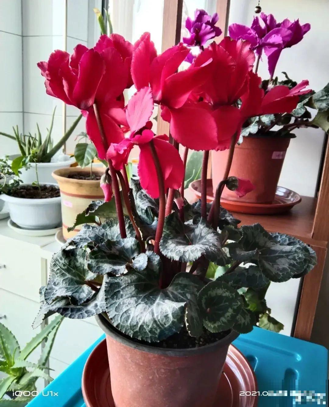 冬天6类花,叶片和花苞别喷水,一喷就烂了 冬天6类花,叶片和花苞别喷水,一喷就烂了