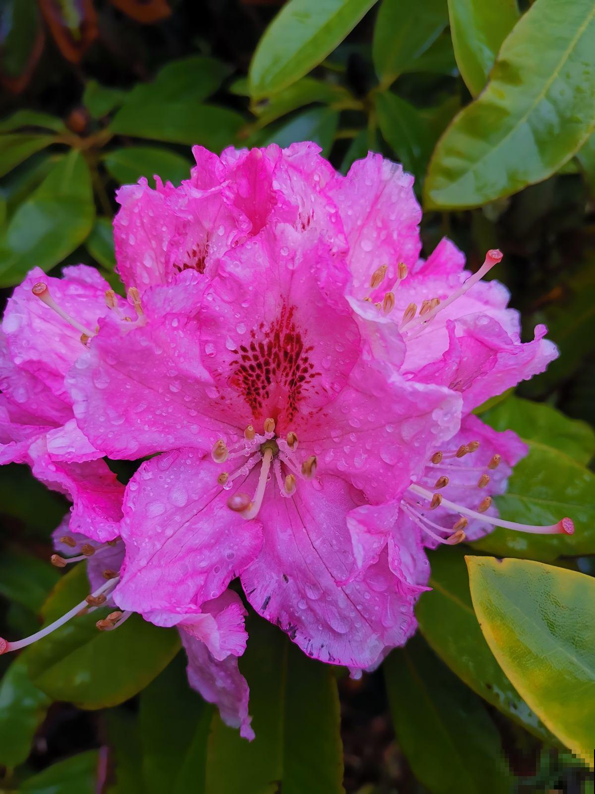 杜鹃花身上有“小机关”,有净化空气的效果,养人养身心 杜鹃花身上有“小机关”,有净化空气的效果,养人养身心