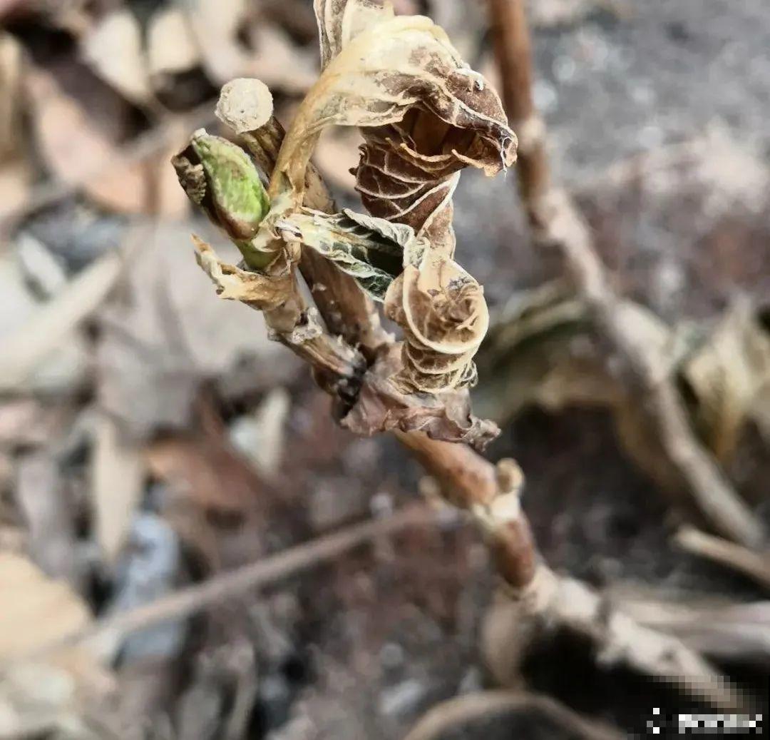 7种花冬天会假死，叶子掉光不要扔，明年还能大爆花！