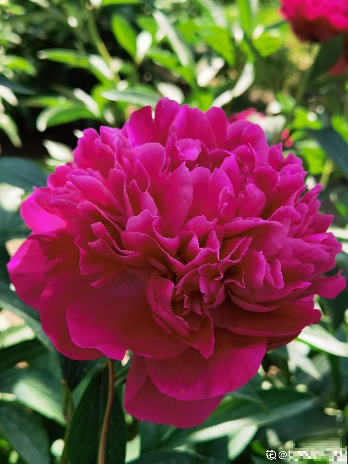 10种花，零下10℃也能过冬，长势一点不输南方