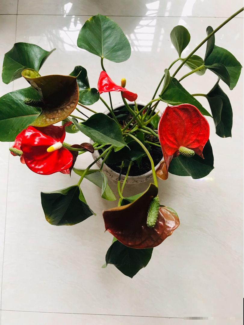 1种花需要暴晒，扔在南阳台不用管，开花红的像“火焰”