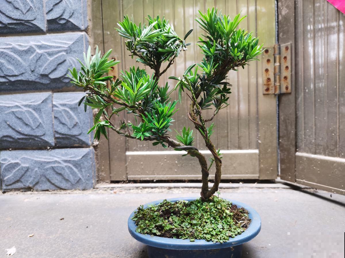 插根枝条就能活，养花不花冤枉钱，秒变家中小花园