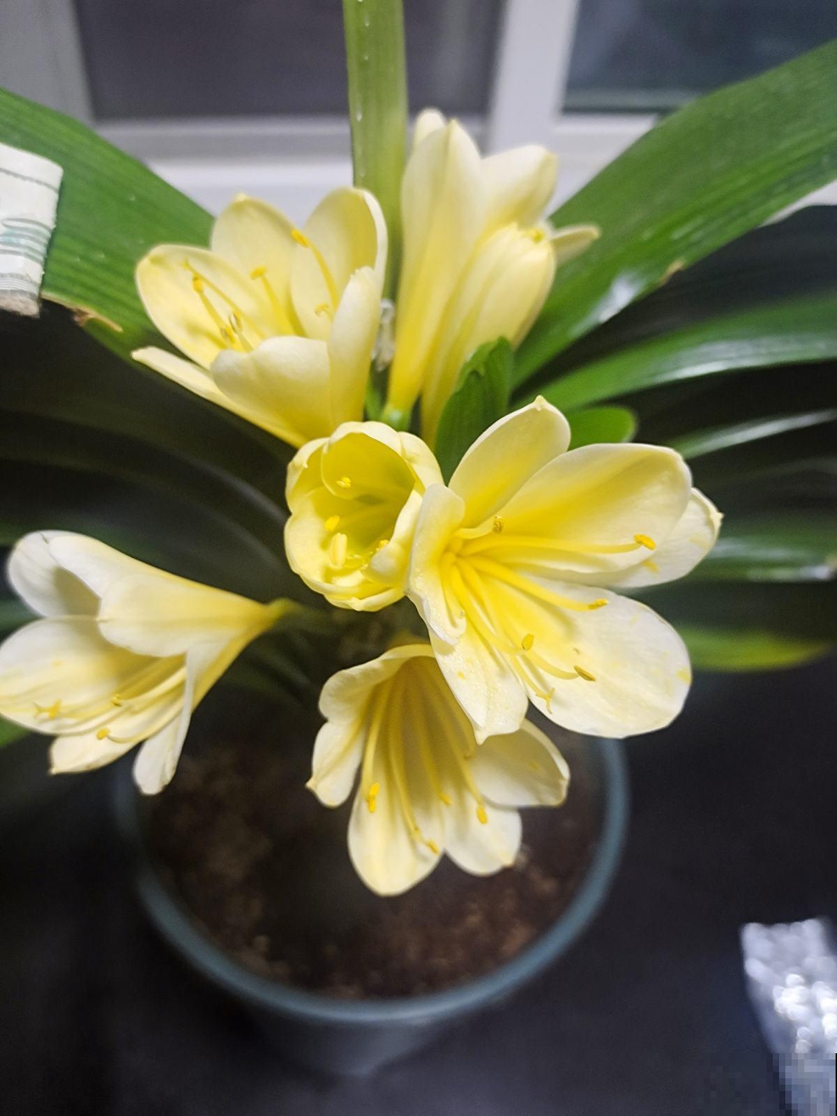 北方养花太难了！越冬难，浇水也麻烦，关键是养一盆死一盆