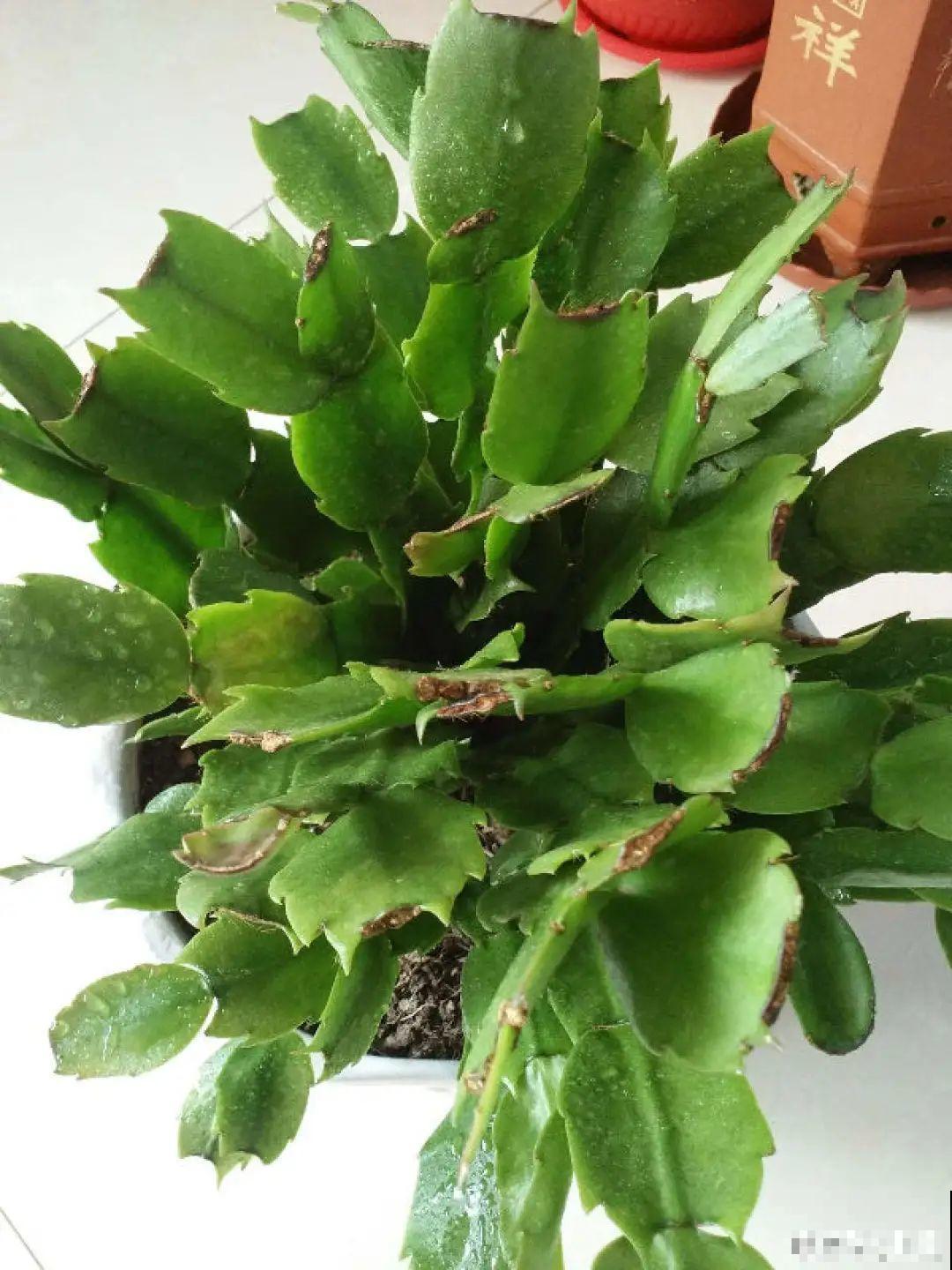 蟹爪兰软趴趴、掉花苞？它有“5怕”，避开后，叶片硬如铁！