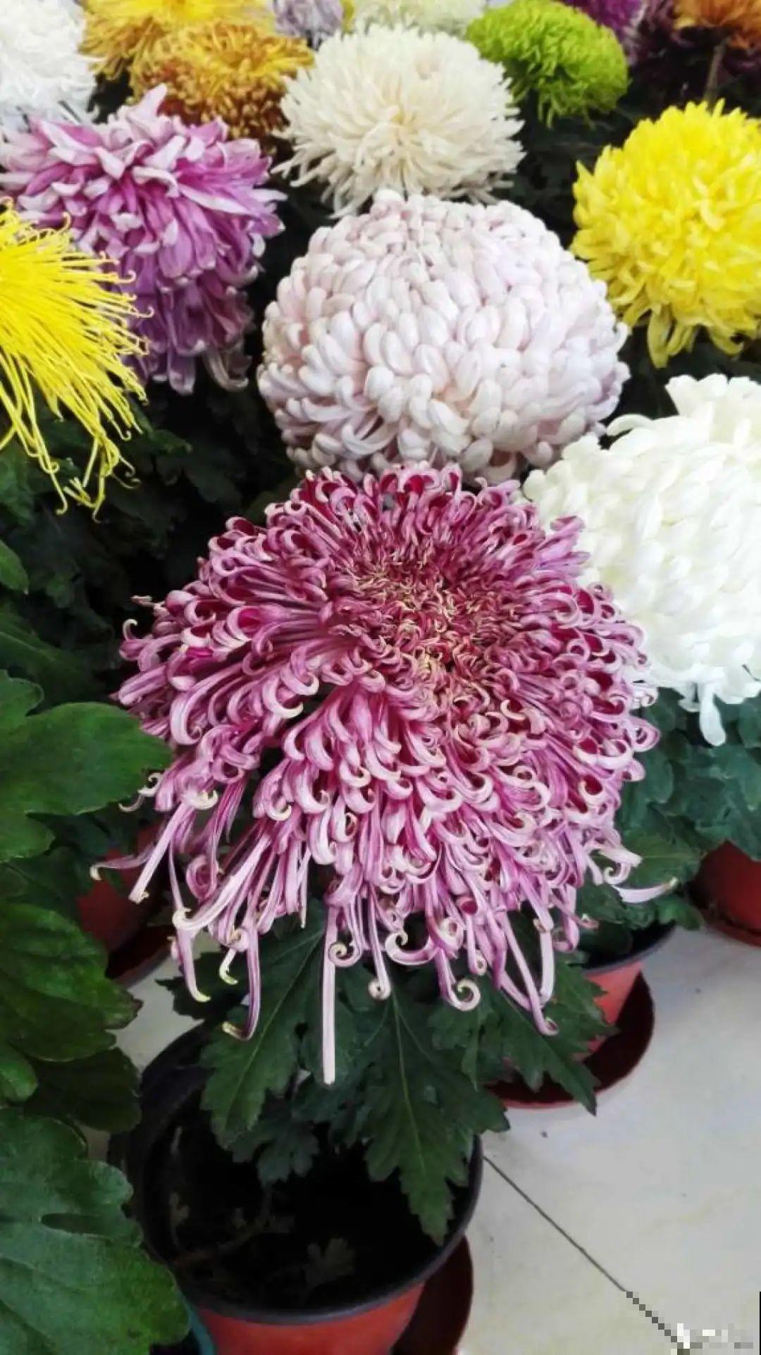 一盆菊花一万二，能开出七个颜色，真是少见