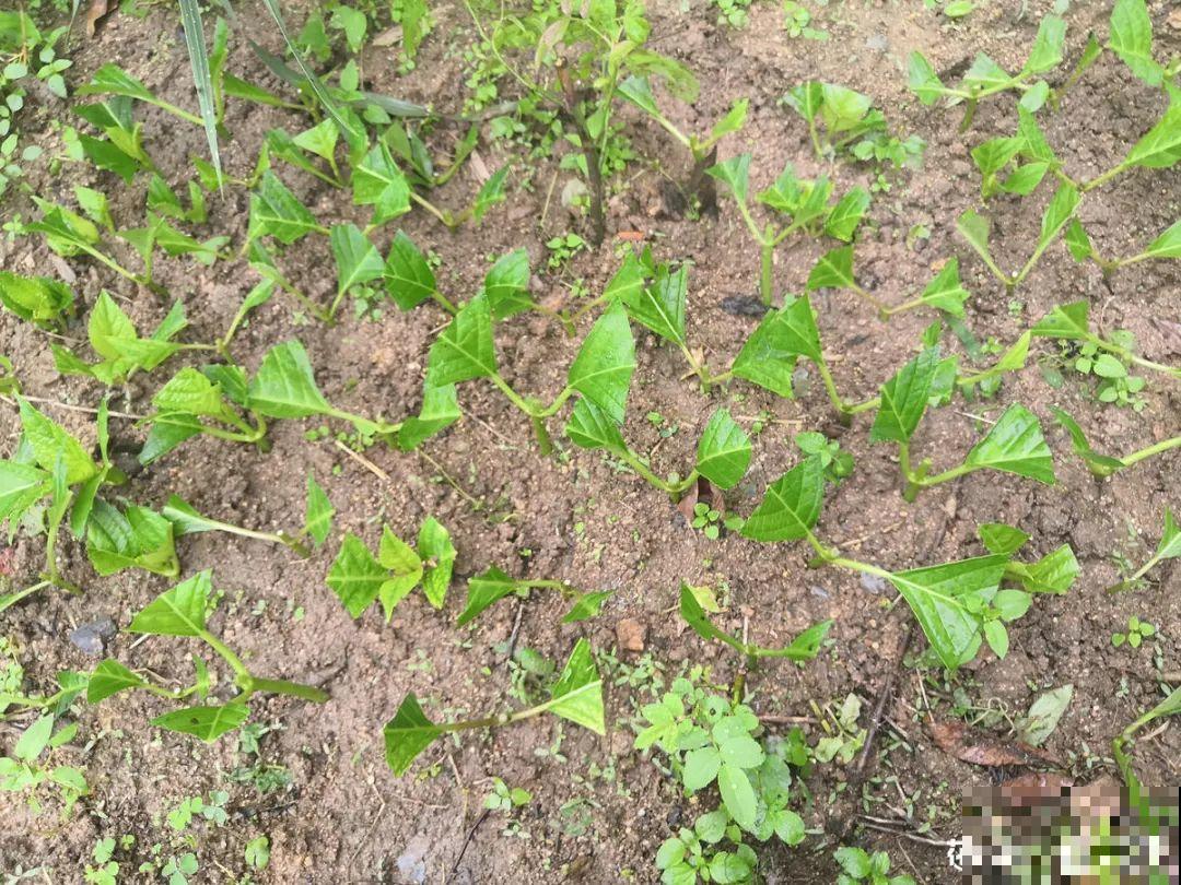 冬天扦插6种花，简单易成活，一盆变多盆