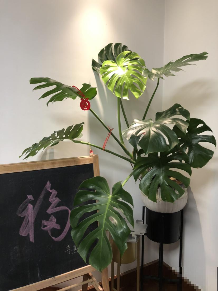 适合放在办公室的花，净化空气一把手，路边三块钱就能买一盆