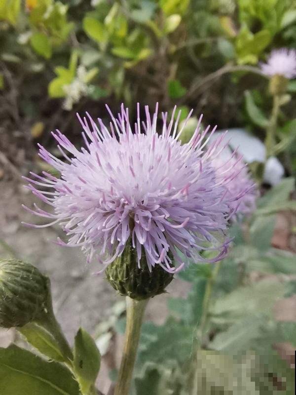 不起眼的野草还有大用处,现在排队上山挖,个个是宝贝 不起眼的野草还有大用处,现在排队上山挖,个个是宝贝
