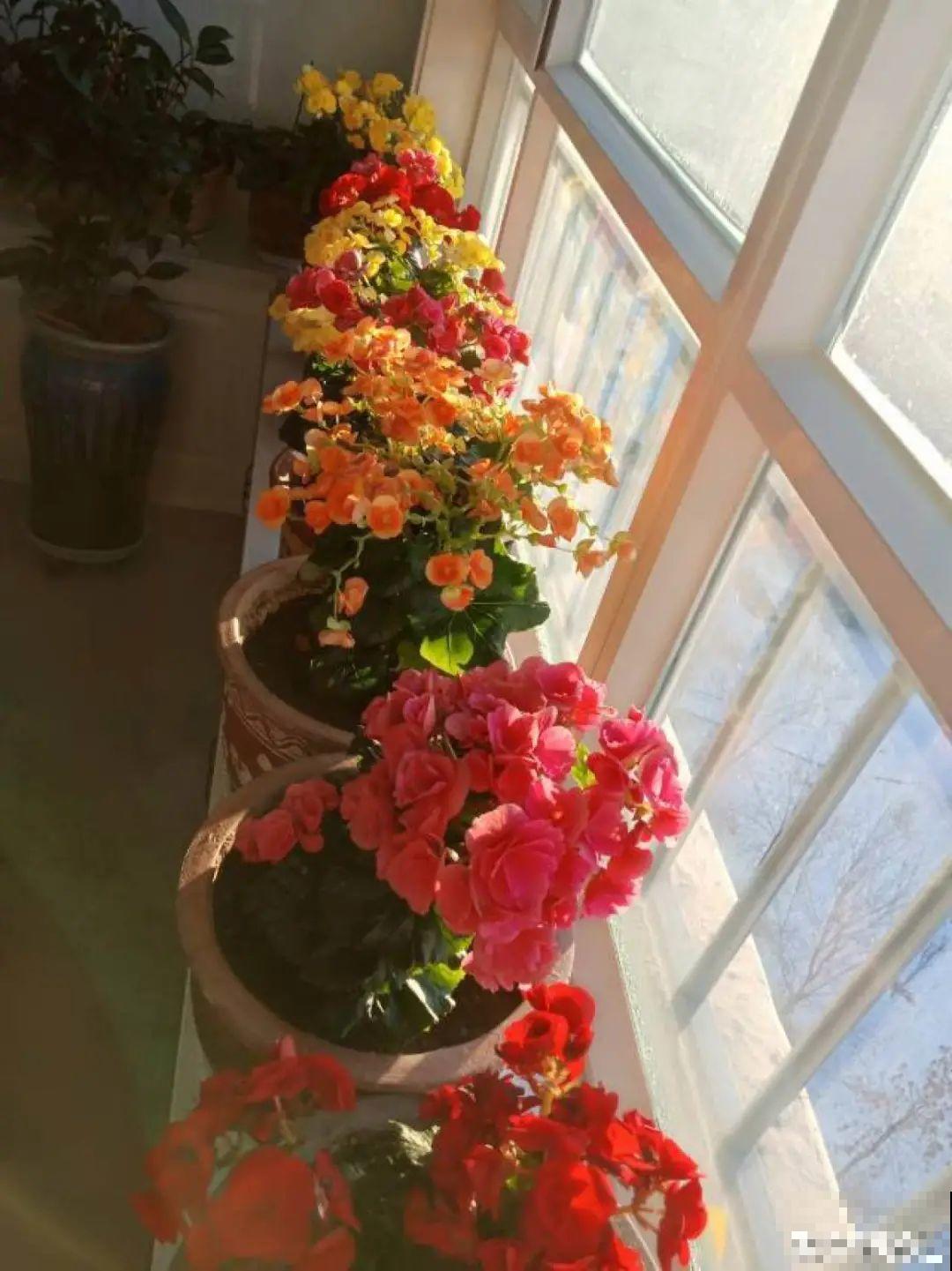 10种“怕晒花”，越晒死越快，半阴地儿反倒长得旺