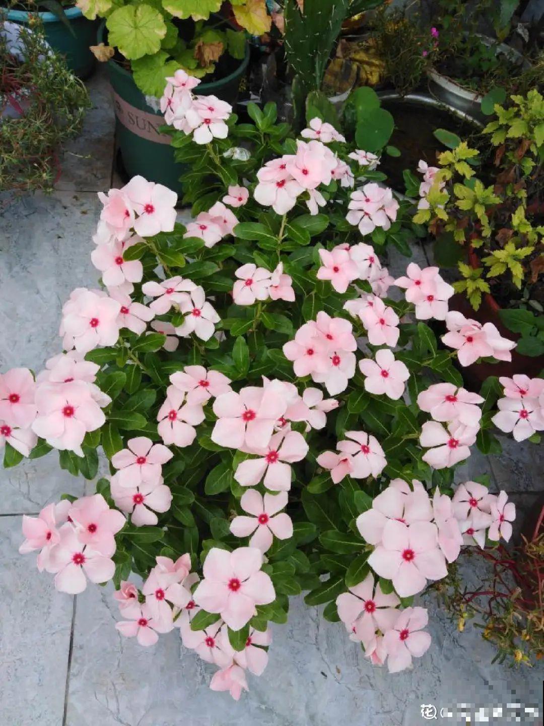 秋天必养的12种花，不用扦插，3个月爆开满盆花！