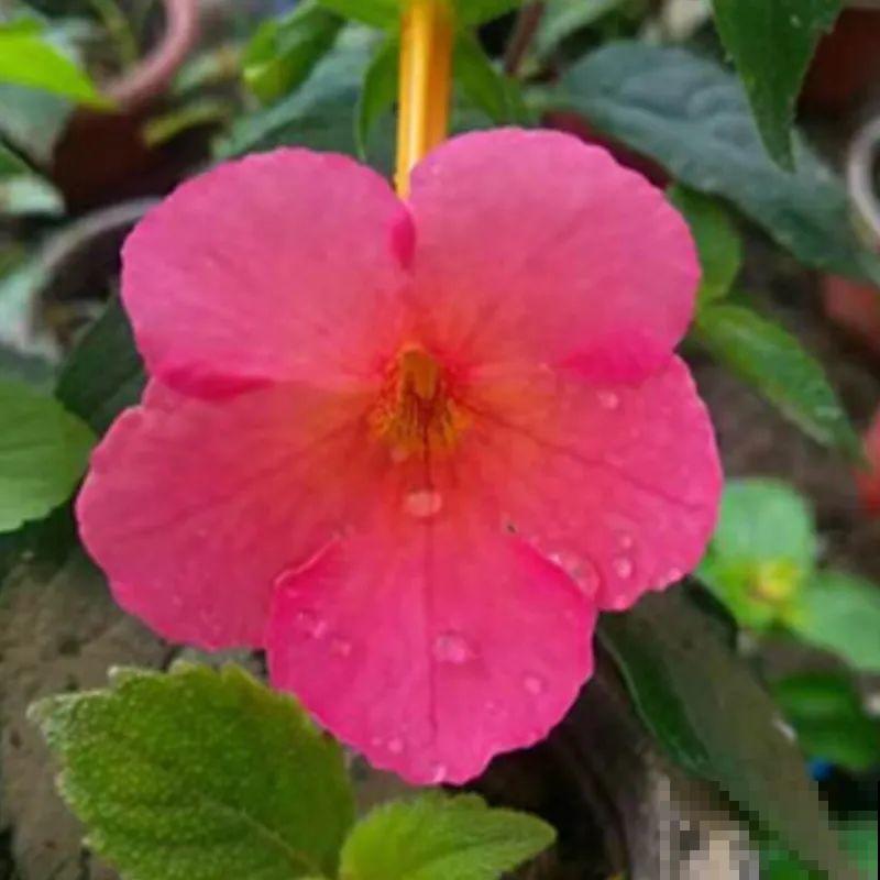 长筒花是“室内花量王者”，没光也能开爆盆，阳台党福音