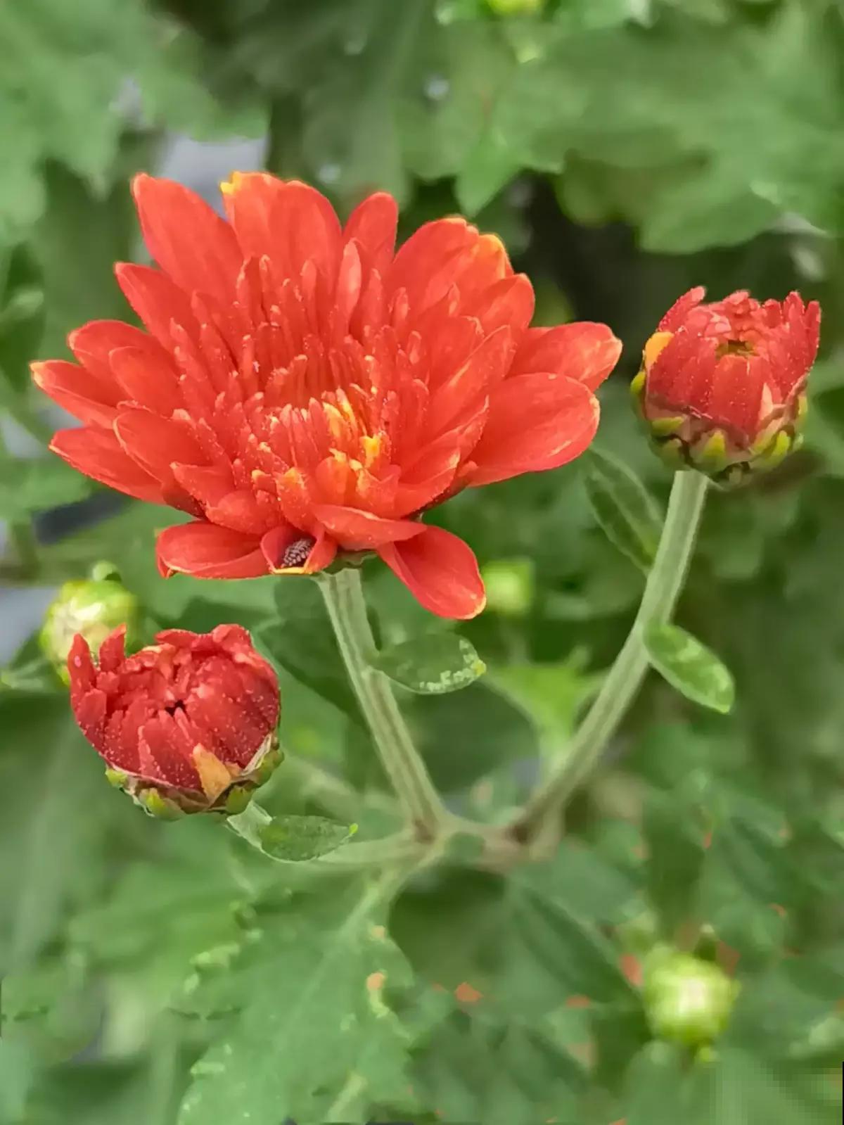 拍的花太丑被嘲笑，学了这5个拍照方法，我的朋友圈点赞无数