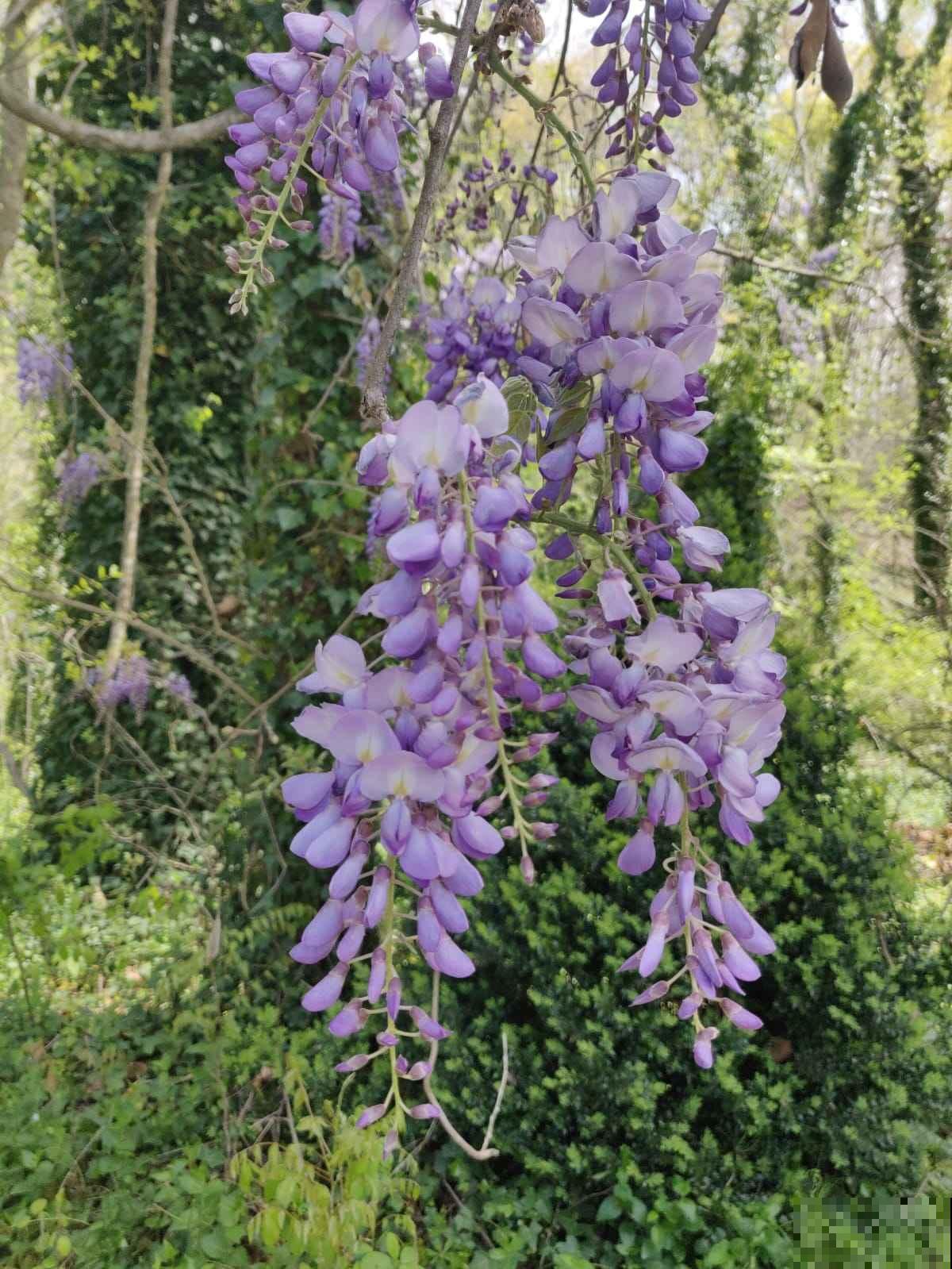 家里不缺钱的,可以种一棵传家宝“紫藤”,寓意家宅平安 家里不缺钱的,可以种一棵传家宝“紫藤”,寓意家宅平安