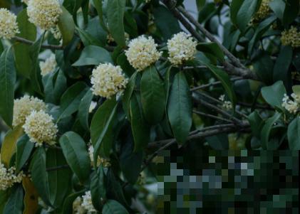 8种“安全花”，家里有老人孩子孕妇都不怕，反而清新养人