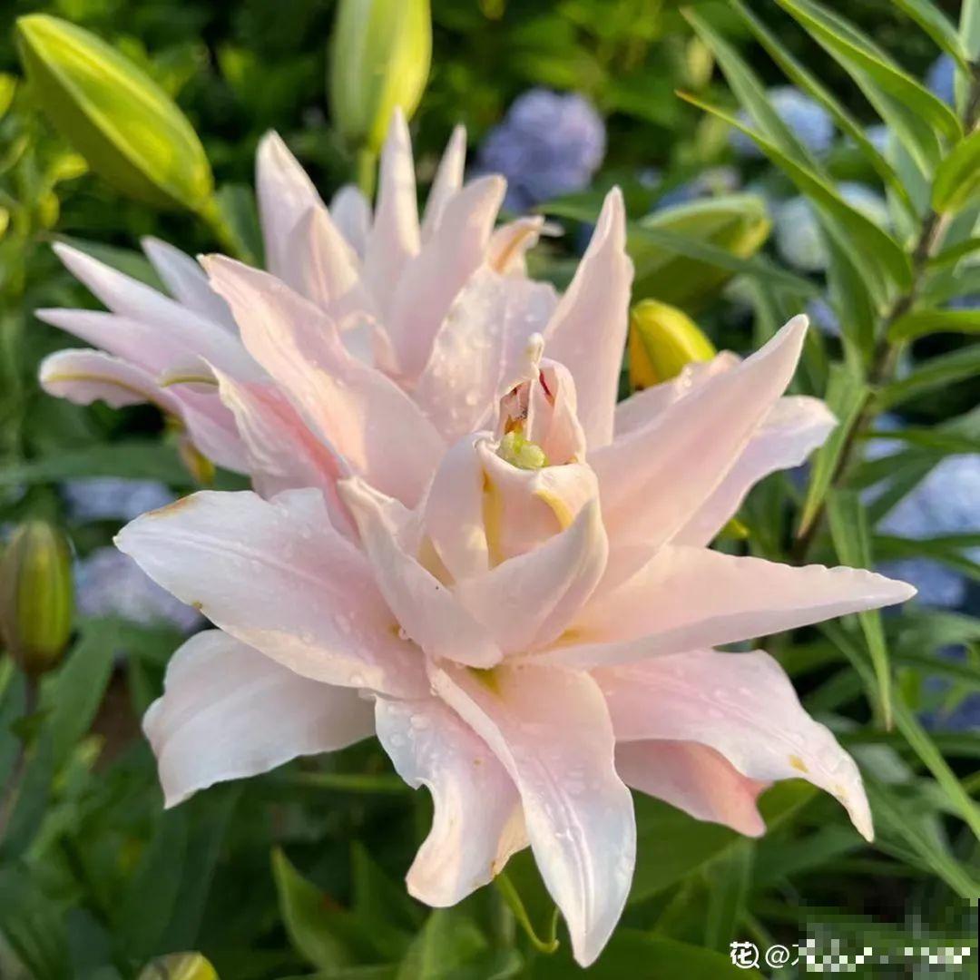 超好养的花，土里埋个“球”，俩月开出比脸大的花，满屋飘香