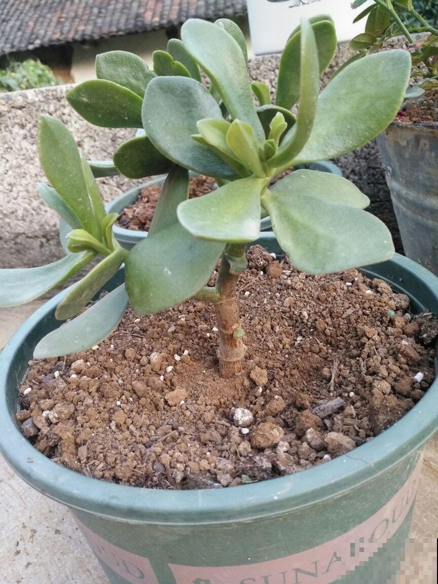 为啥明明浇水不多，但植物还是烂根了，看你踩这4个坑了没