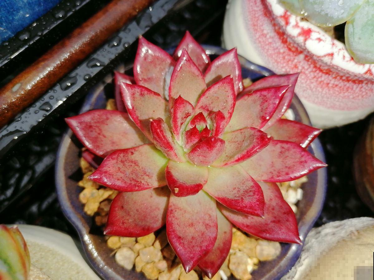 植物叶片发黄落叶，缺水只是原因之一，要懂得变通