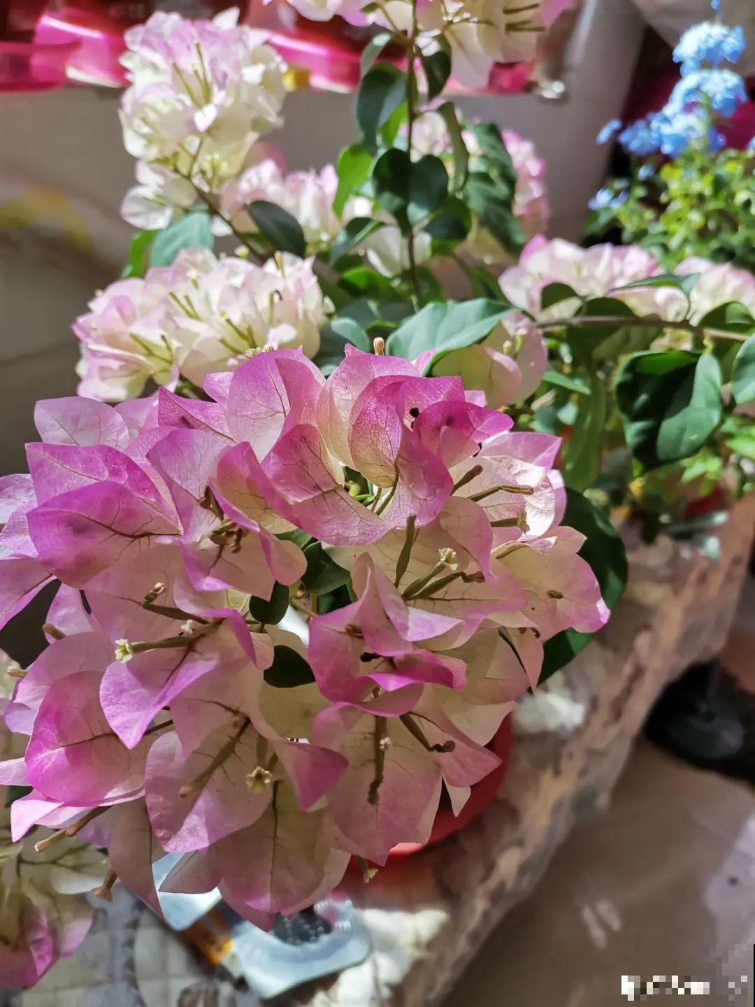 现在给花上秋肥，杆子粗、叶子密，不然冬天都冻死