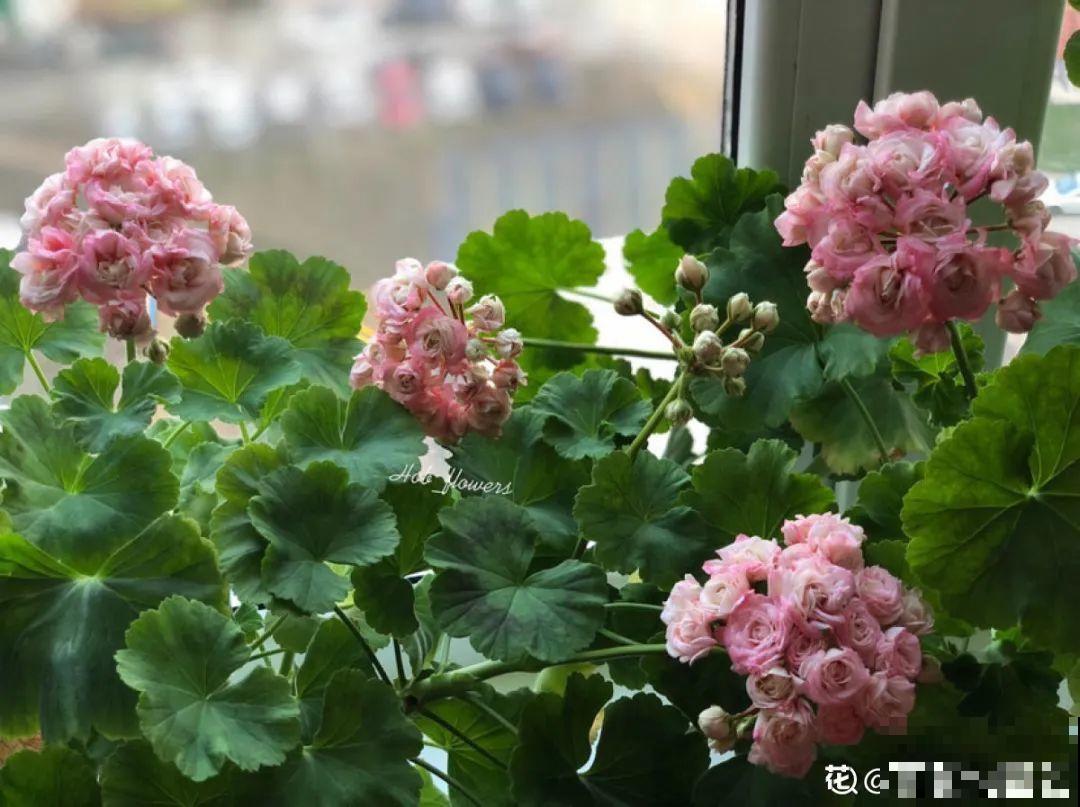 开花超美的“垂吊花”,花朵肥美硕大花期长,美成一面小花墙 开花超美的“垂吊花”,花朵肥美硕大花期长,美成一面小花墙