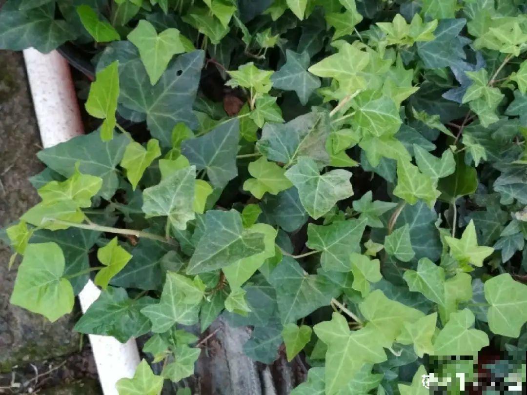 5种花,要是秋天不扦插,错过还得等1年! 5种花,要是秋天不扦插,错过还得等1年!