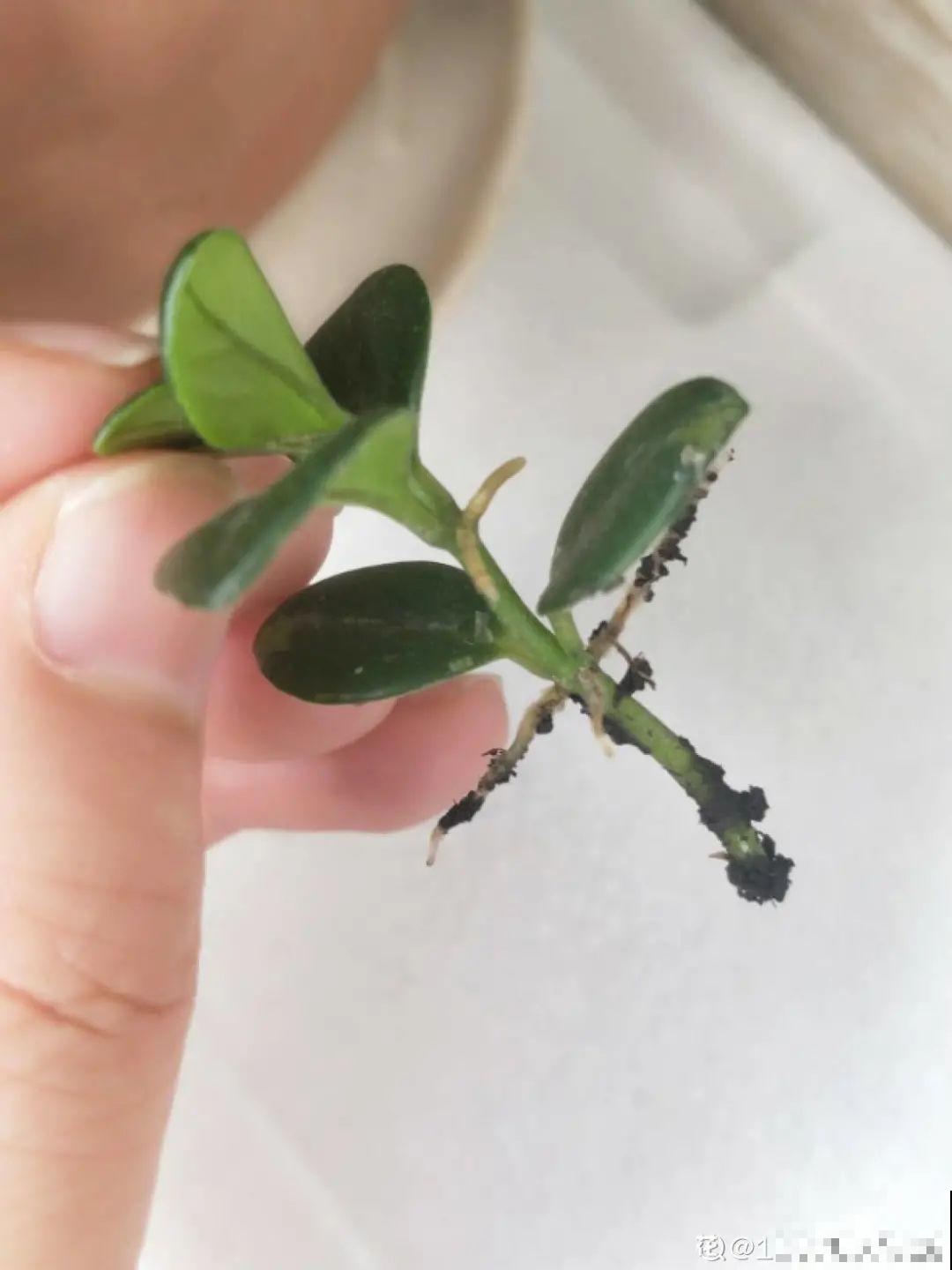 5种花,要是秋天不扦插,错过还得等1年! 5种花,要是秋天不扦插,错过还得等1年!