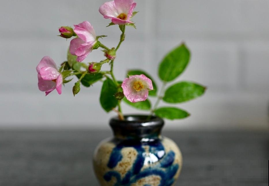 10种神秘的花，花市里，总能听到它的传说