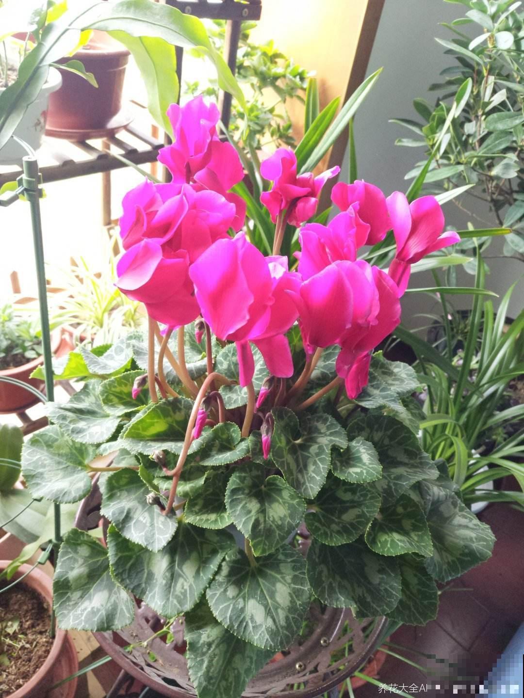 养了5年仙客来的老花匠，跟他学习后，原来爆盆秘诀这么简单