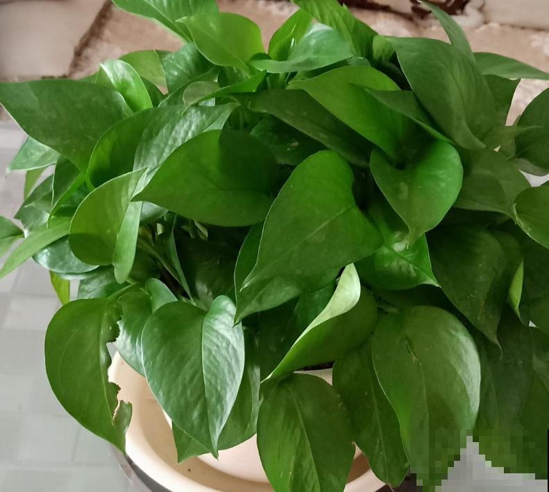 学会扦插,一盆绿萝摆满一阳台,送人都足够! 学会扦插,一盆绿萝摆满一阳台,送人都足够!