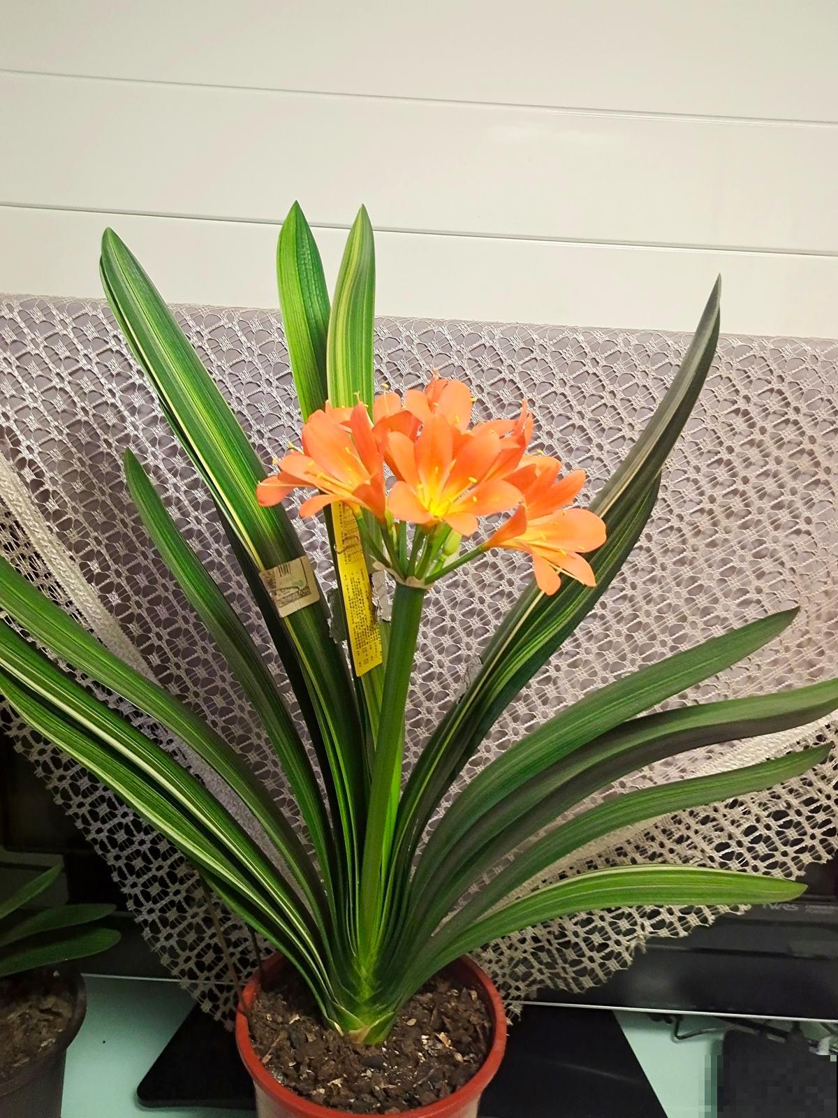 养君子兰有2个目标，一活着二开花，教你成为正确的“护花使者”