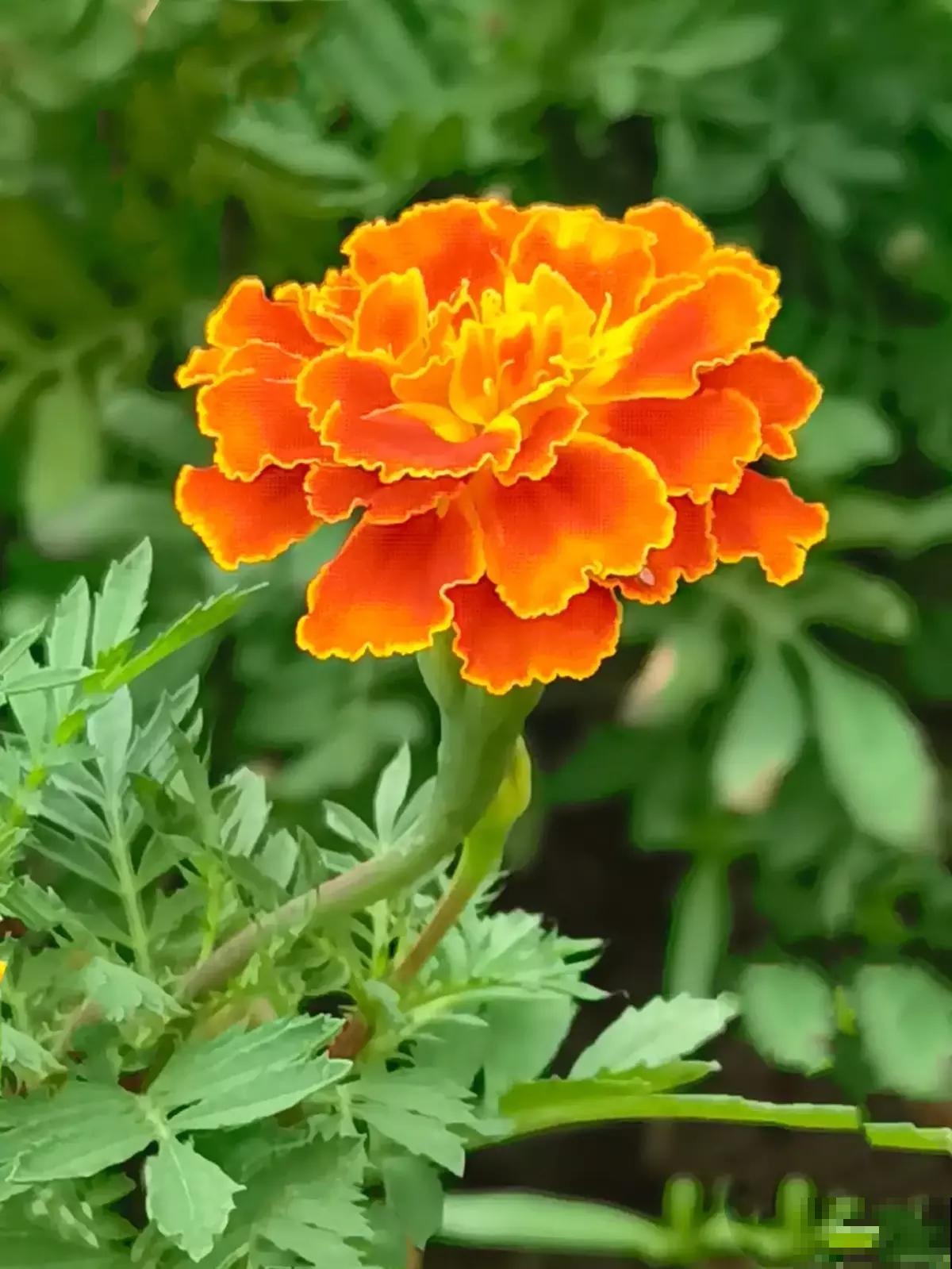 土壤硬得像“土疙瘩”，学会2个“小妙招”，土松软像“发糕”