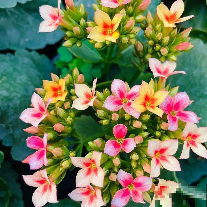 冬天常见的“吉利花”，耐旱皮实花量大，大半年都在开花